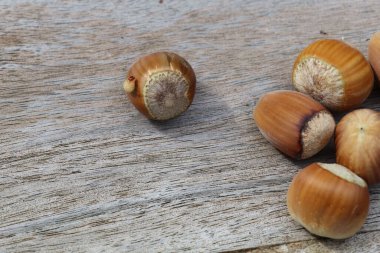 Fındık delgisinin beyaz larvası yeni sıkılmış çıkış deliğinden tahta bir yüzey üzerinde fındıklı bir fındıkla çıkıyor.