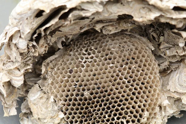 honeycomb structure inside a demolished wasp nest