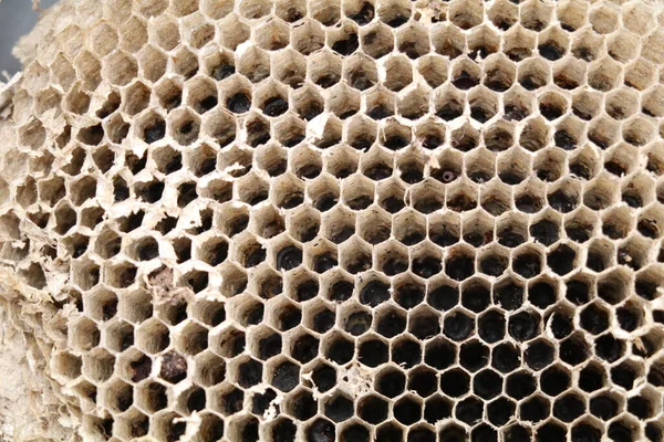 honeycomb structure inside a demolished wasp nest