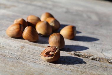 Fındık solucanı kırılmış fındık fındığı içinde