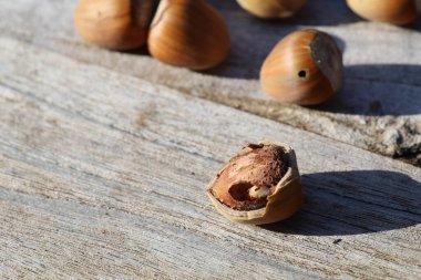 Fındık solucanı kırılmış fındık fındığı içinde