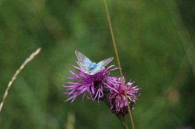 Erkek tebeşir tepesi mavi kelebeği kahverengi bir knapweed çiçeğinin üzerinde yeşil bir bokeh arka planı var.