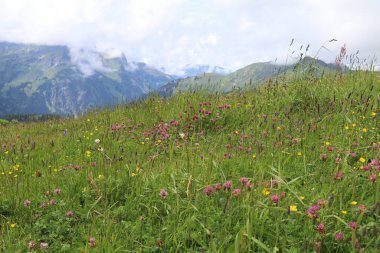 Alp çiçekleri ve alçak bulut ve dağlardan oluşan bir arka planı olan dağ çayırı.