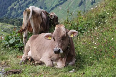 Tirol grisinin ineği güneşli bir dağ çayırında dinleniyor.