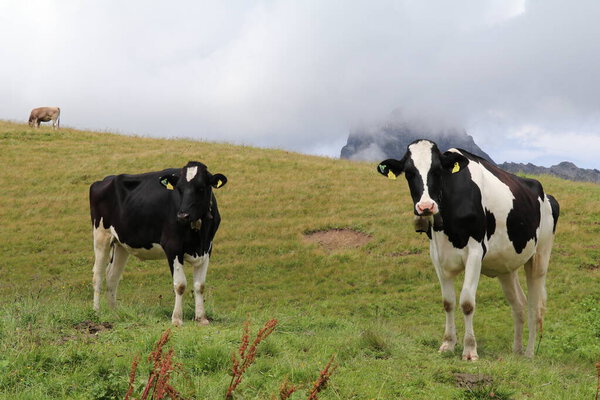 cows standing in a green mountain pasture