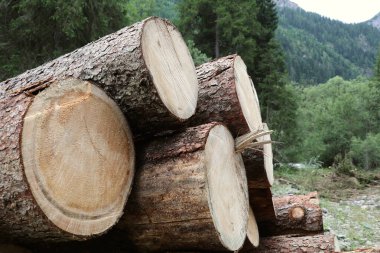 Arkasında yeşil bir dağ ormanı olan ağaç kütükleri yığını.