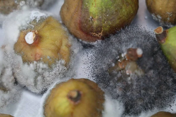 stock image rotten figs with different stages of mold