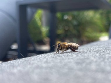 Tek bir bal arısı güneş yatağında oturuyor.
