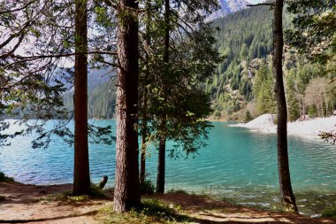emerald green water of Lake Antholz and high mountains seen through the coniferous trees of the surrounding forest  clipart