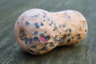 butternut pumpkin gone bad covered in grey and pink mold spots clipart