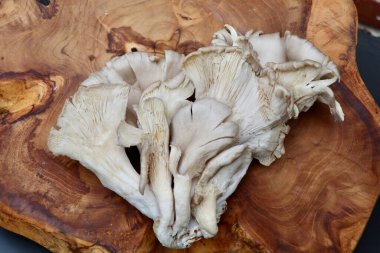 bunch of large fresh oyster mushrooms on a wooden background clipart