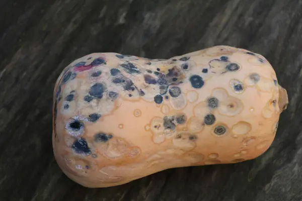Tereyağlı balkabağı bozulmuş Gri ve pembe küf lekeleriyle kaplı