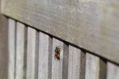 wasp chewing off the top layer of wood fibres off teak garden furniture clipart