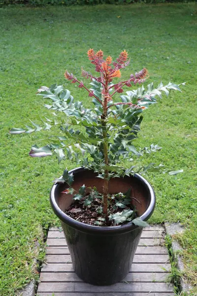 Mahonia X Medya Bitkisi 'nin ucu. Kırmızımsı taze yapraklar açılıyor.