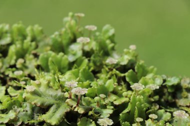 Parlak yeşil karaciğer otu ve küçük şemsiyeleri andıran erkek gametophytes.