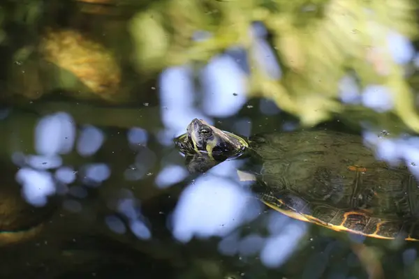 stock image terrapin swimming in tranquil clear pond water