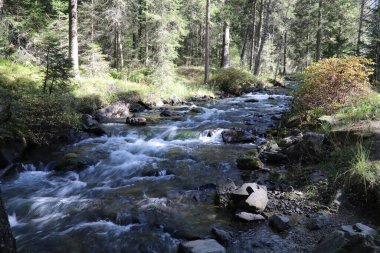 Bir çam ormanının içindeki kayalık bir nehir yatağının üzerinden çağlayarak akan hızlı bir nehir.