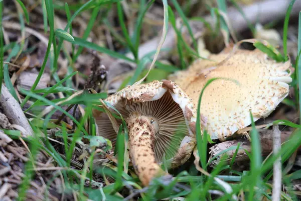 stock image two pale brown mushrooms on a forest floor one fallen over with the gills visible