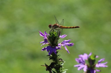 Mor bir arka planda oturan yusufçuk yeşil bir bokeh arka planı var.