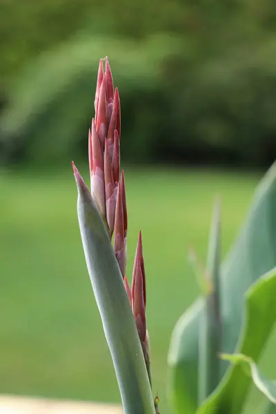 Yeşil bokeh arkaplanı olan kırmızı bir konserve çiçeğinin genç tomurcuğu.