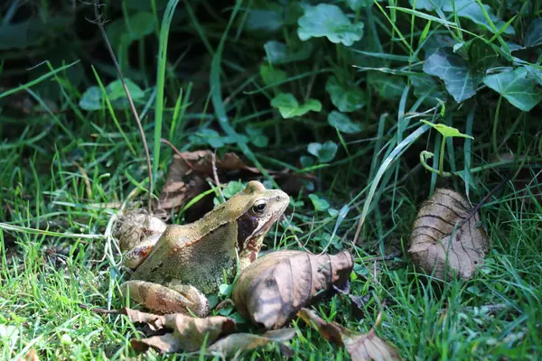 stock image European common frog sitting in the grass