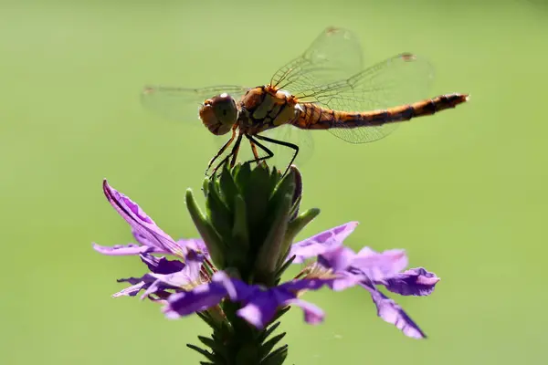 stock image dragonfly sitting on a purple background with a green bokeh background