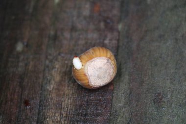 full grown larva of the nut weevil exiting the nut through a drill hole clipart