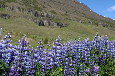 vibrant purple lupine flowers in iceland with a bokeh background of a green mountain with a waterfall clipart