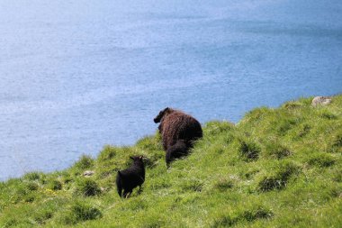 İzlanda 'da yeşil bir tepede mavi okyanusun arka planında özgürce dolaşan iki kuzulu kara koyun.