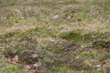 A whimbrel standing in the middle of tundra grasses is perfectly camouflaged, with the colors of its plumage blending seamlessly with the colors of the grasses clipart