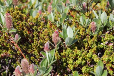 Arktik söğüt ve siyah kızılcık bitkilerinin farklı doku ve renklerle birlikte büyüdüğü bir karışımı kapat.