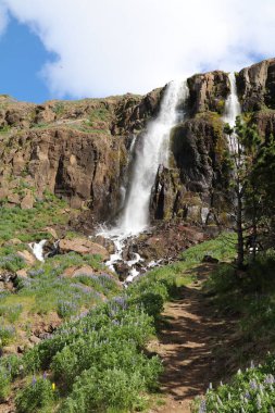 path with lupines growing on the side leading to the budareyrarfoss water falls in eastern Iceland clipart