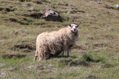 icelandic sheep with long strands of wool hanging off its fleace and blowing in the wind clipart