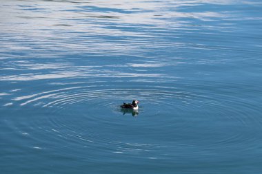 İzlanda açıklarında sakin mavi sularda yüzen yalnız Atlantik martısı görüntünün merkezinde yer alan denekten dalgalanmalar yayılıyor.