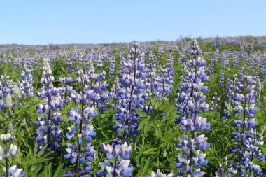 İzlanda 'da mor lupin çiçeği tarlası 