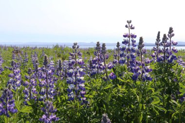 İzlanda 'da mor lupin çiçeği tarlası 