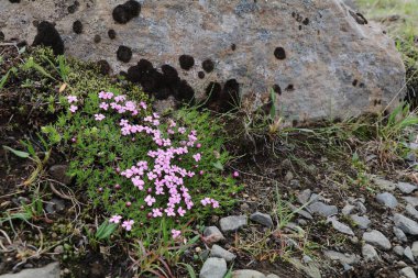 İzlanda tundrasında kayalık topraklarda büyüyen yosun kamponunun güzel pembe çiçekleri.