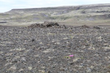 İzlanda dağlarında çorak ve engebeli bir arazide keskin volkanik kayalarla kaplı lav tarlası sadece çok seyrek bitki örtüsünü gösteriyor.