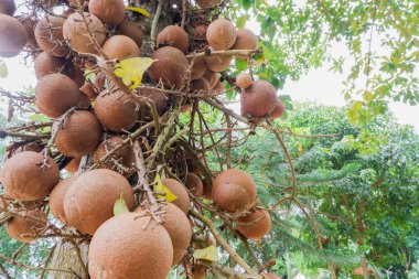 Top güllesi ağacı. Couroupita guianensis. Kahverengi meyveler.
