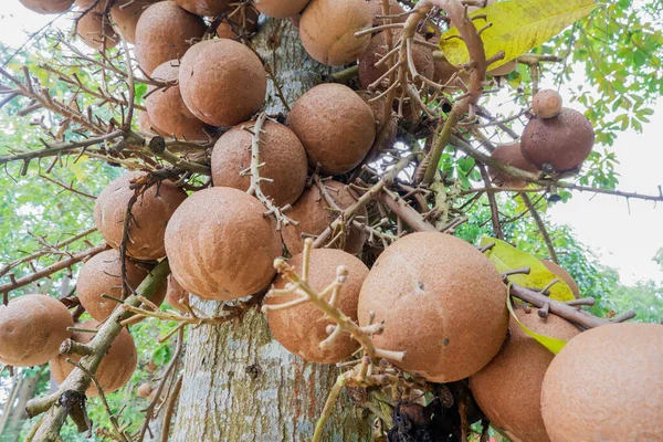 Top güllesi ağacı. Couroupita guianensis. Kahverengi meyveler.