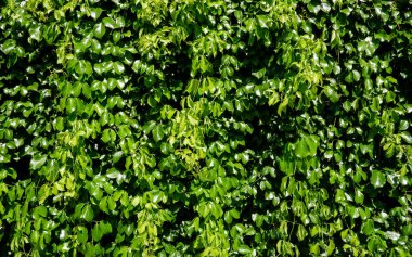 Yeşil duvar arkaplanı. Organik doğal arkaplan