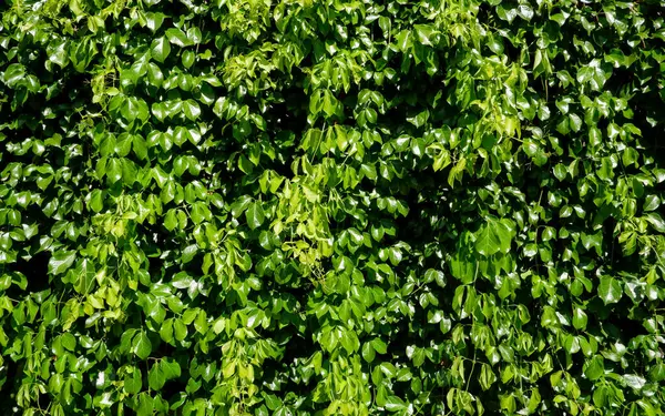Yeşil duvar arkaplanı. Organik doğal arkaplan
