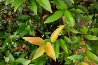 Yeşil ve kırmızı tropikal yapraklar