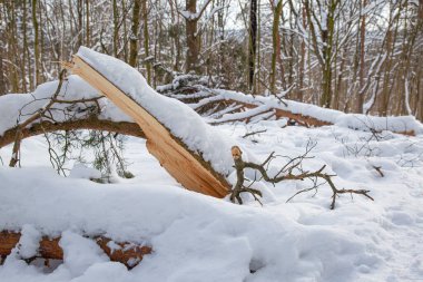 Ağaçlar kışın ormanda karın ağırlığından kırılır.