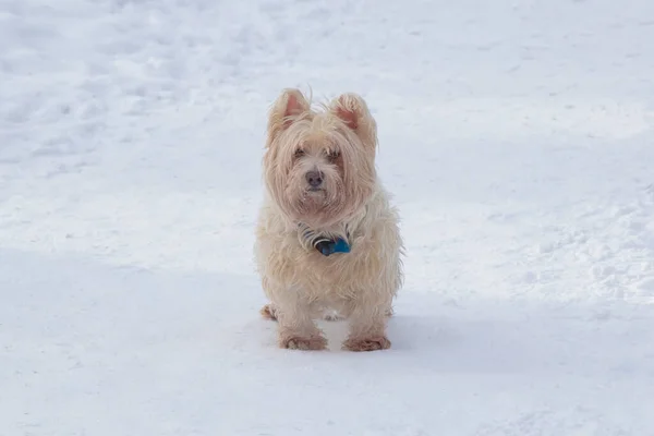 苏格兰毛茸茸的白狗站在雪地里 蓝领子 — 图库照片