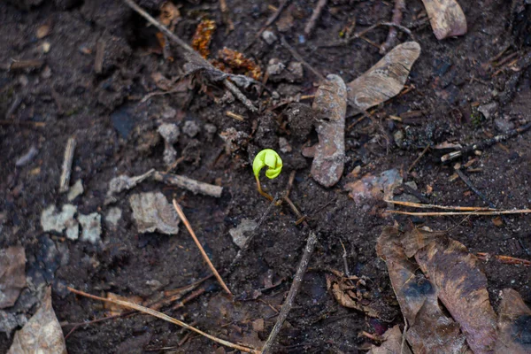 green sprout of klion, breaks out of the black dirty earth, lite focus, blur