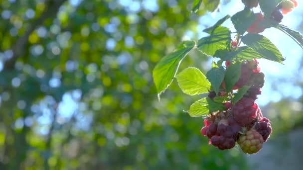 Rijp Frambozen Fruit Struik Tak Van Rijpe Frambozen Een Tuin — Stockvideo