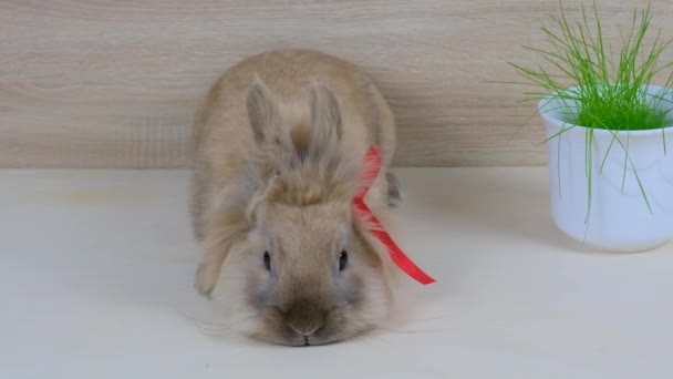 Kırmızı Tavşan Dekoratif Tavşan Küçük Tavşancık Paskalya Tavşanı Yüksek Kalite — Stok video