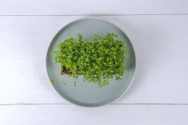 Beyaz arka planda bir tabakta mikroyeşil su teresi salatası. Yüksek kalite fotoğraf