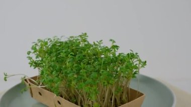 Bir kadının eli masaya mikro yeşil bir tabak koyar. Yüksek kaliteli FullHD görüntüler